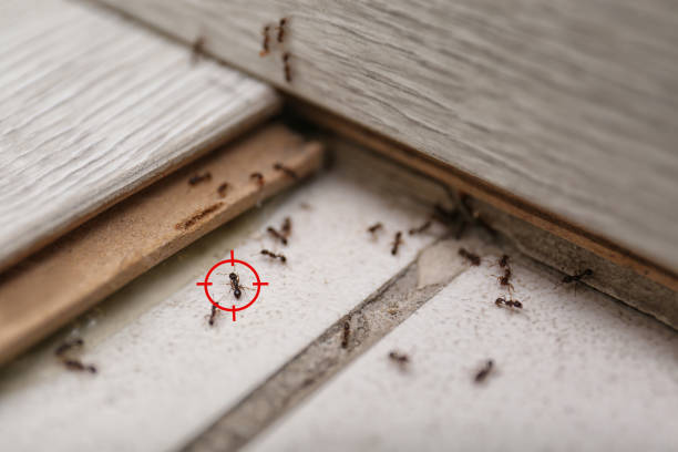 Best Residential Pest Control  in Eastpointe, MI