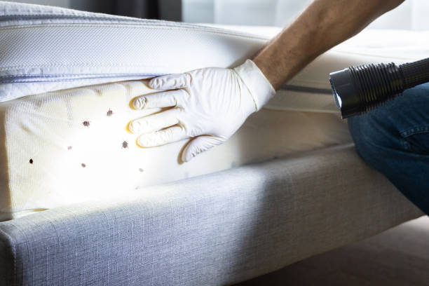 Best Wasp Removal Services  in Eastpointe, MI