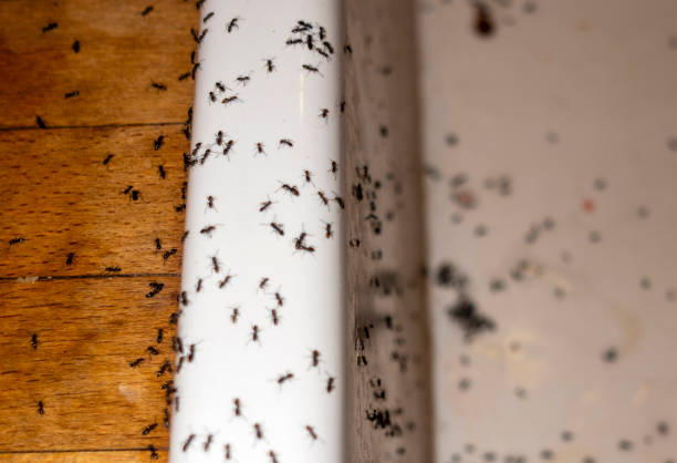 Best Cockroach Control Services  in Eastpointe, MI